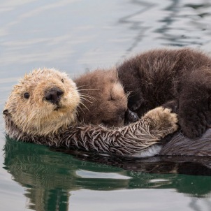 Southern Sea Otter Enhydra lutris Raft Monterey, CA, USA